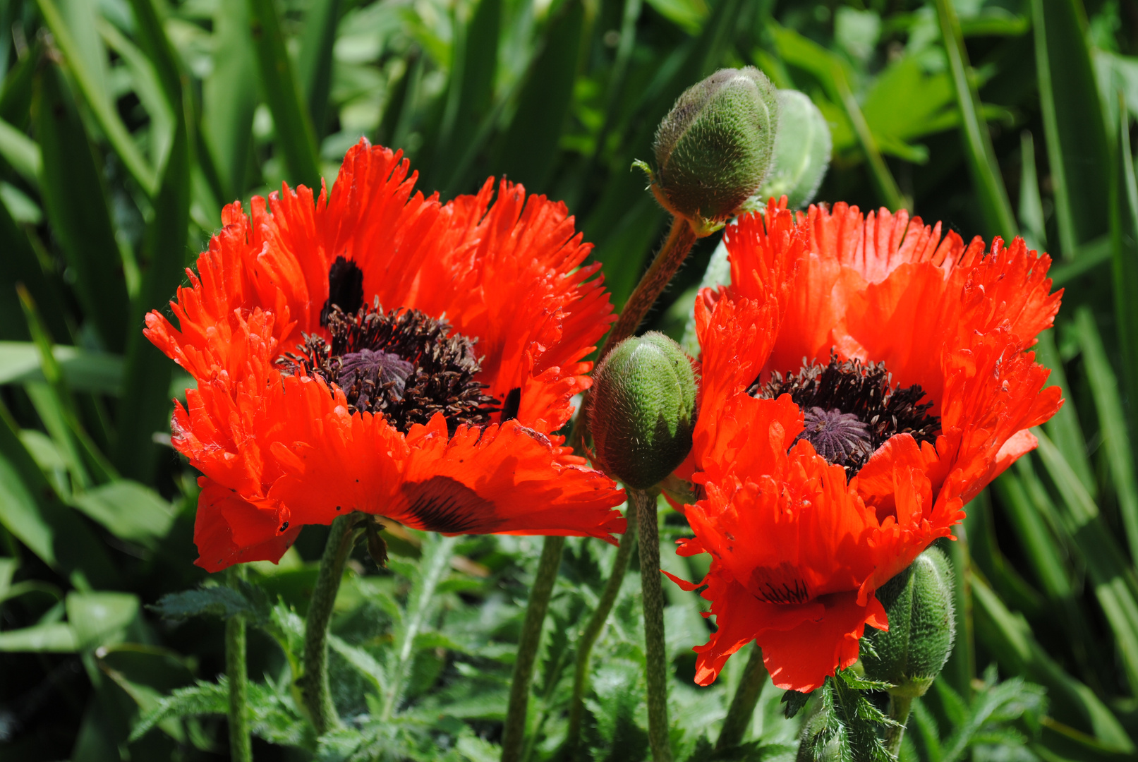 Schloss Eggenberg, Planetengarten, Mohn