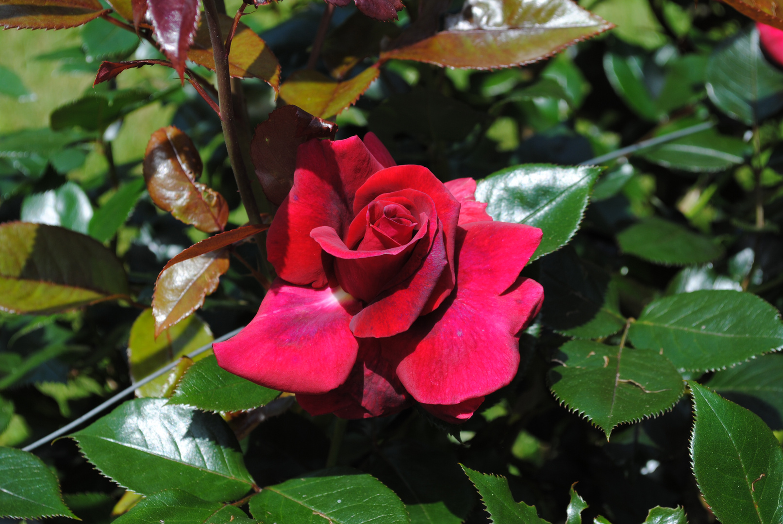 Schloss Eggenberg, Planetengarten, Rose