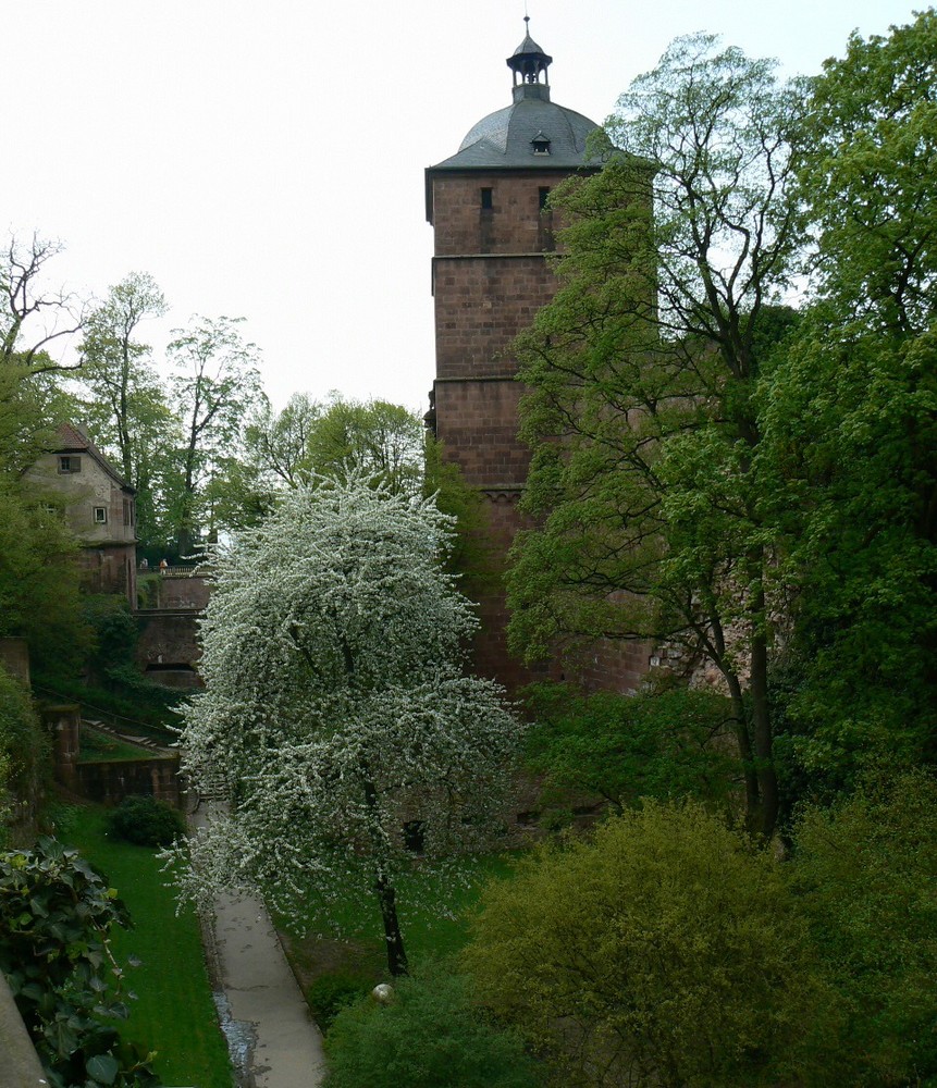 Schloß Heidelberg 1