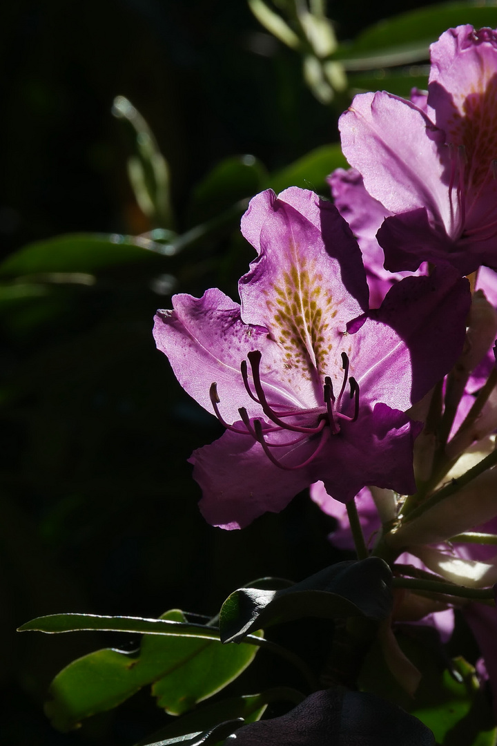 Schloss Heltorf, Rhododendronblüten 2