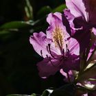 Schloss Heltorf, Rhododendronblüten 2