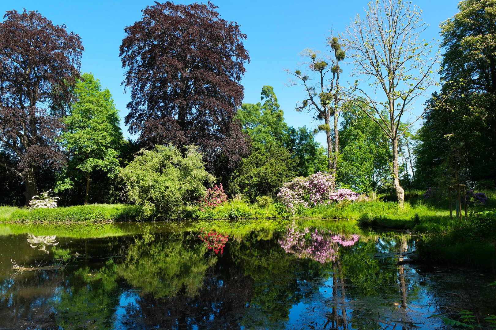 Schloss Heltorf, Rhododendronblüten 3