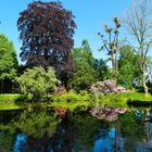 Schloss Heltorf, Rhododendronblüten 3