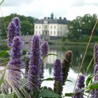 Schloss hinter Blumen