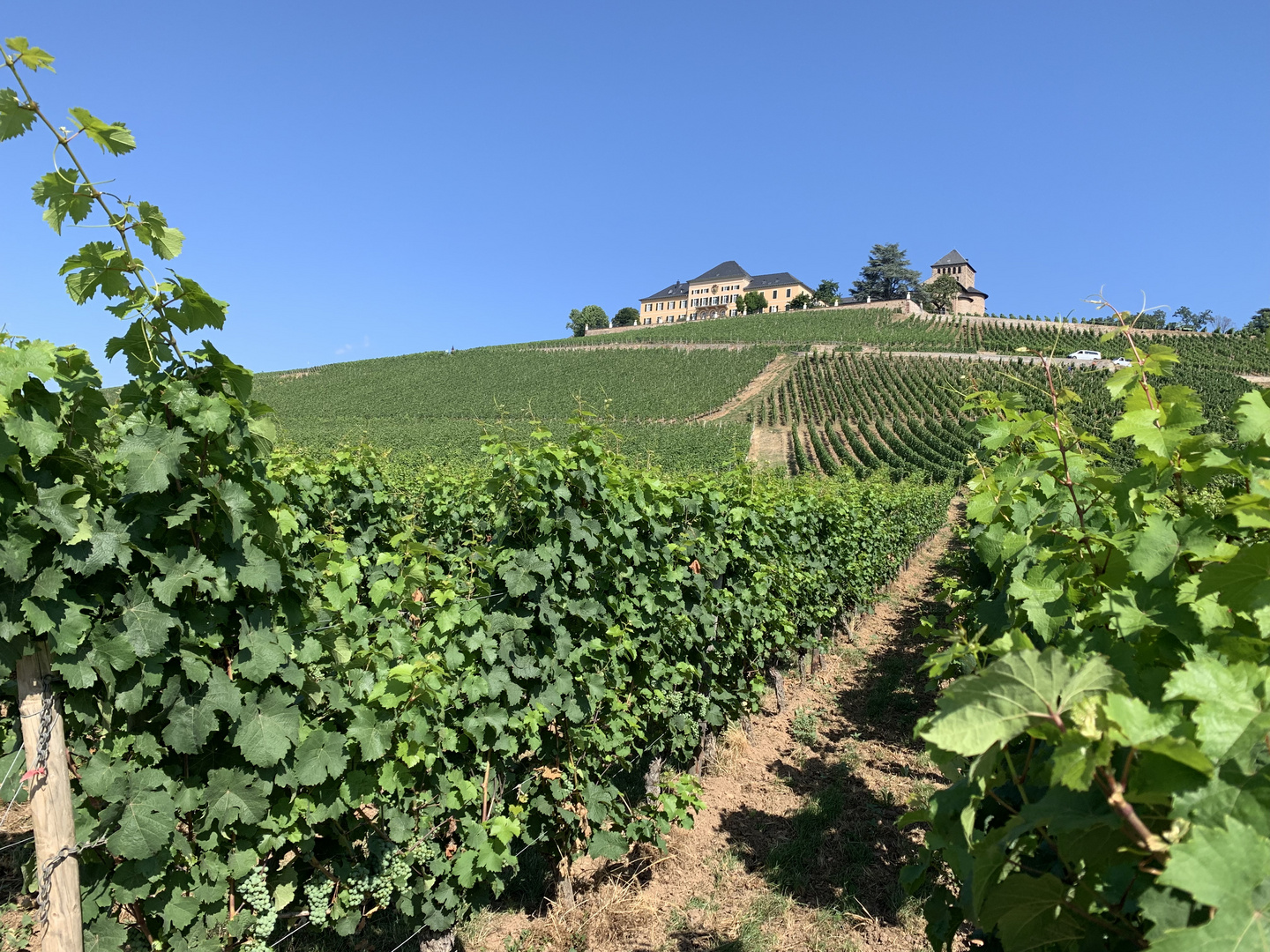 Schloss Johannisberg im Rheingau