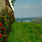 Schloss Johannisberg im Rheingau 5/5