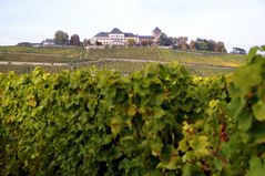 Schloss Johannisberg im Rheingau