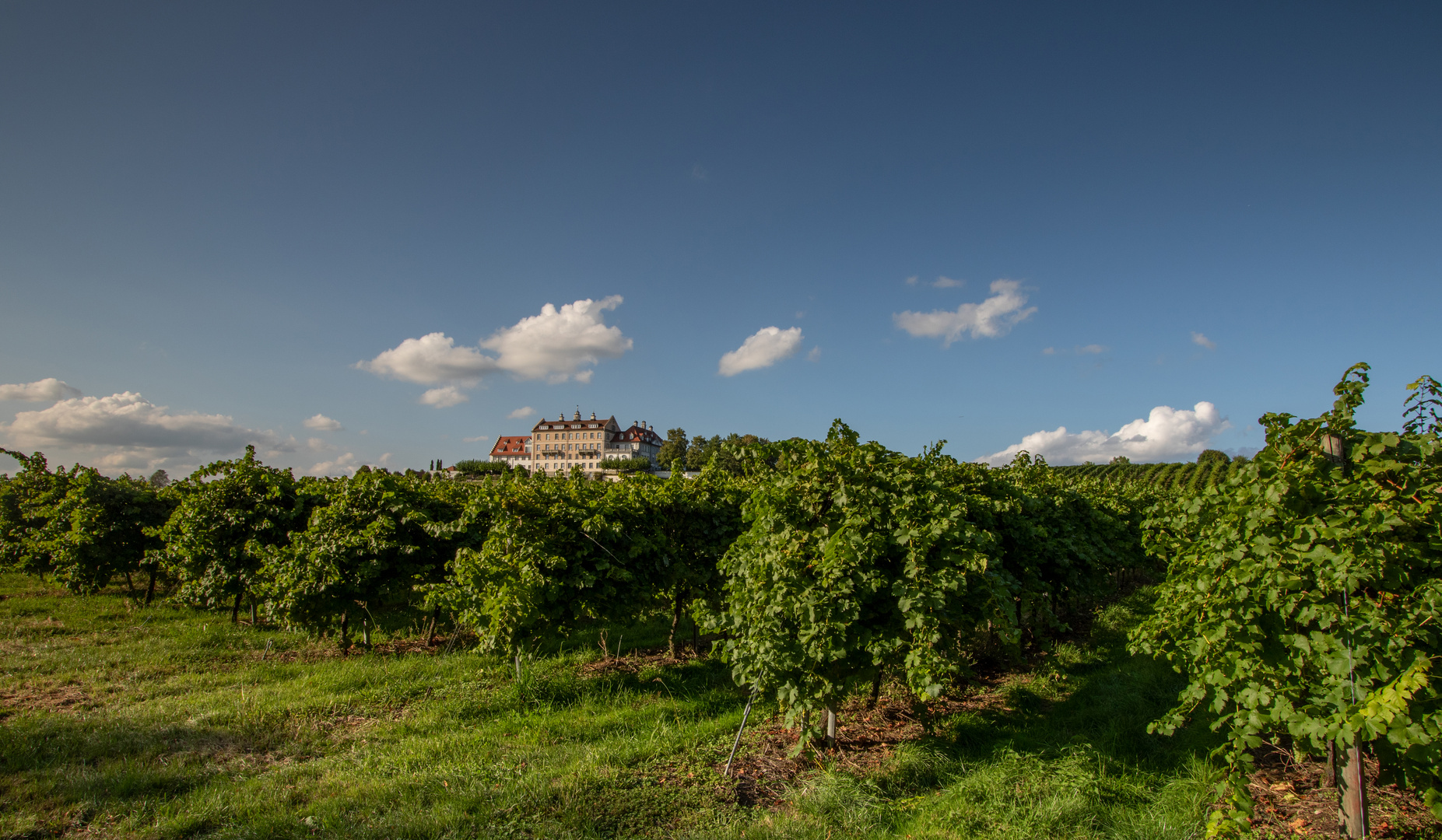 Schloss Kirchberg am Bodensee umgeben von Wein