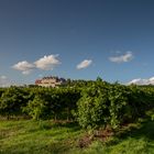 Schloss Kirchberg am Bodensee umgeben von Wein