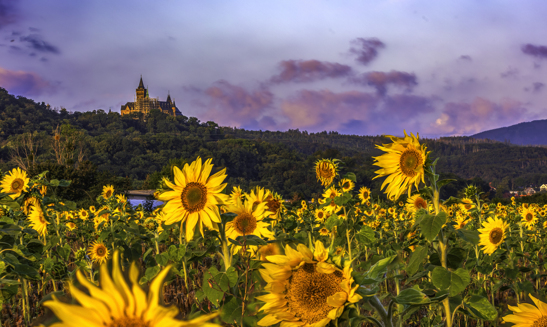 Schloß mit Sonnenblumenfeld