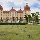 Schloss Moritzburg (01)