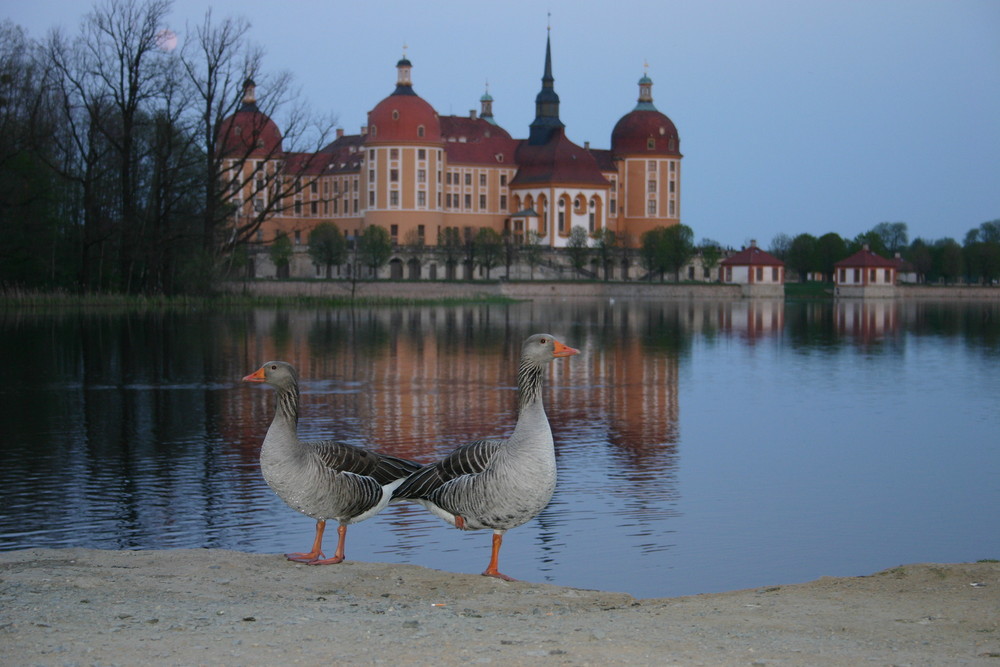 Schloß Moritzburg #1