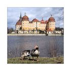 Schloss Moritzburg