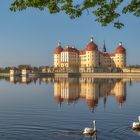 Schloss Moritzburg