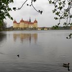 Schloss Moritzburg.