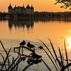 Schloss Moritzburg im Abendlicht