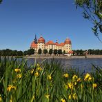 Schloss Moritzburg mit Wasserlilien