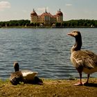 Schloss Moritzburg (Sachsen) 1