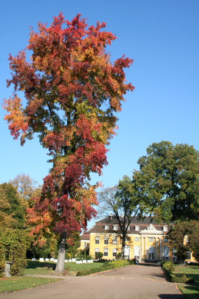 Schloß Mosigkau