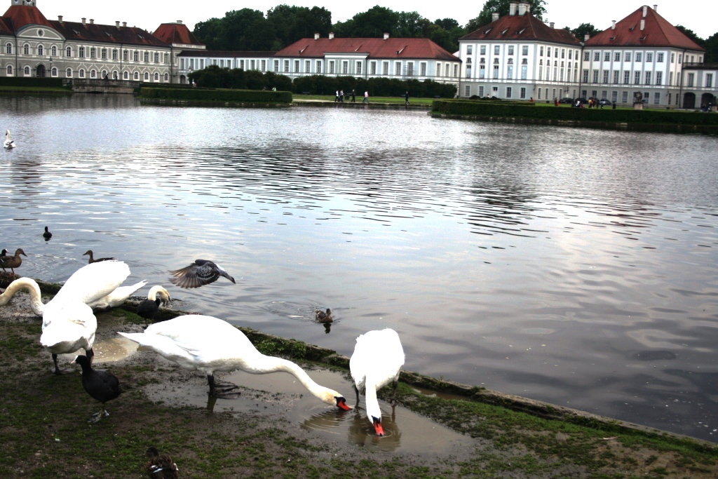 Schloss Nymphenburg mit Ente im Landeanflug