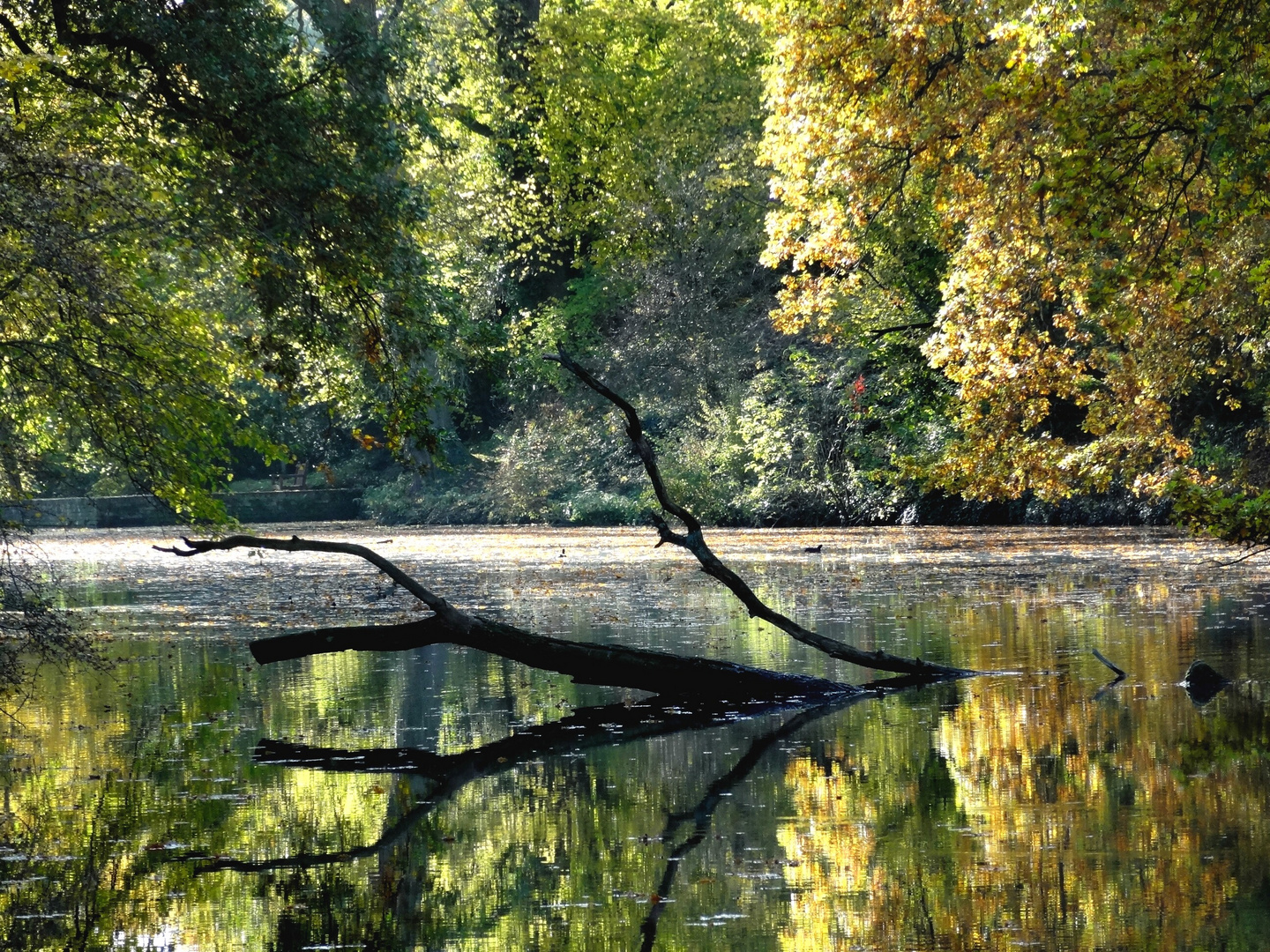 Schloß Paffendorf - Herbststimmung am See....