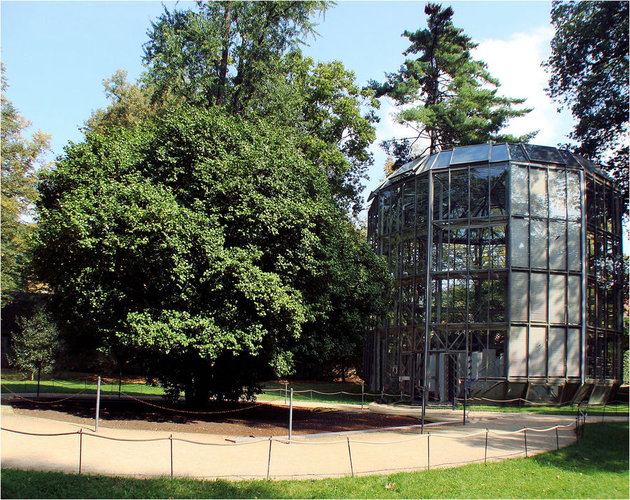 Schloss Pillnitz --------- Die berümte Kamelie mit ihrer "Garage"------