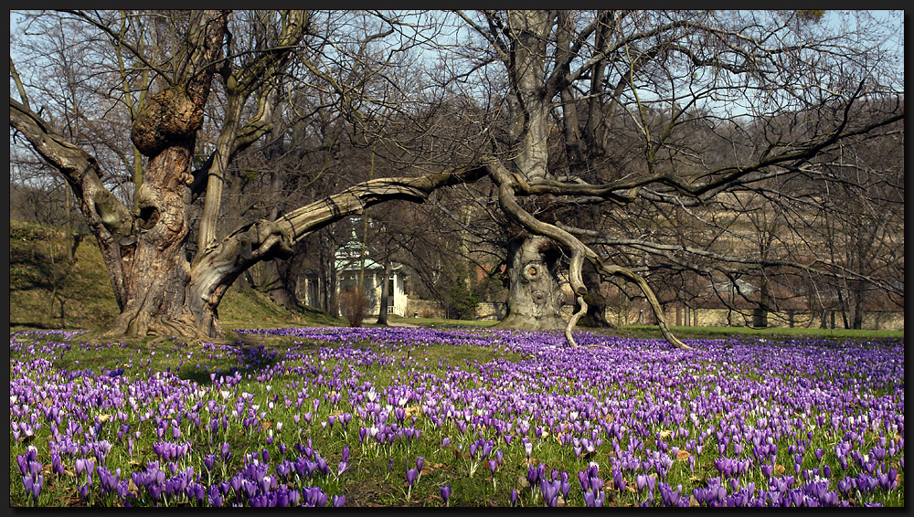 Schloss Pillnitz V