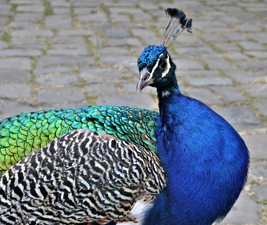 Schloss Rheydt..........