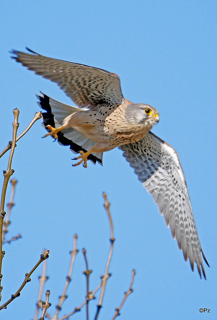 Schloss Rheydt: Turmfalke ...