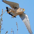 Schloss Rheydt: Turmfalke ...