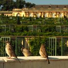 Schloss Sanssouci