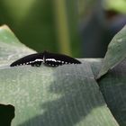 Natur