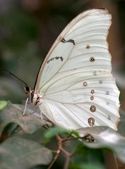 Schloss Sayn Schmetterlingshaus XV - Schmetterling