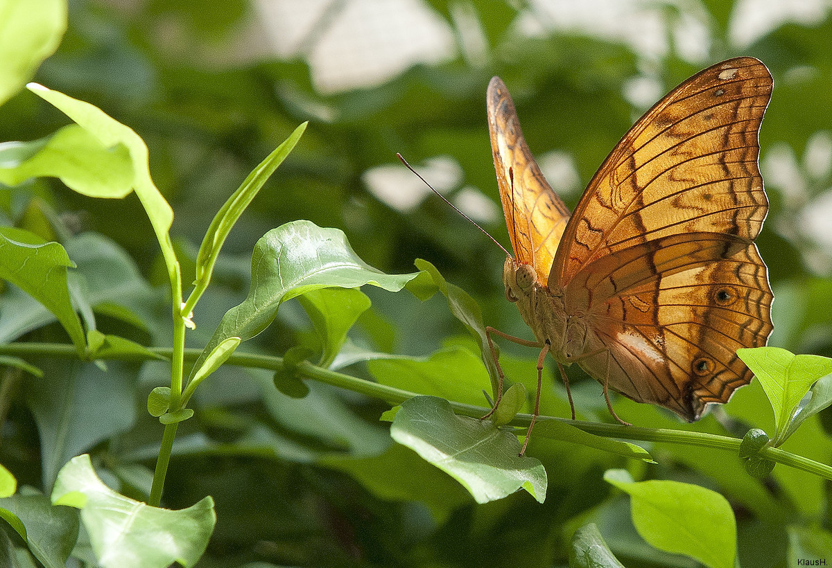 Schloss Sayn Schmetterlingshaus Xvi Schmetterling Foto Bild