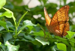 Schloss Sayn Schmetterlingshaus XVI - Schmetterling