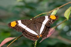 Schloss Sayn Schmetterlingshaus XVII - Schmetterling