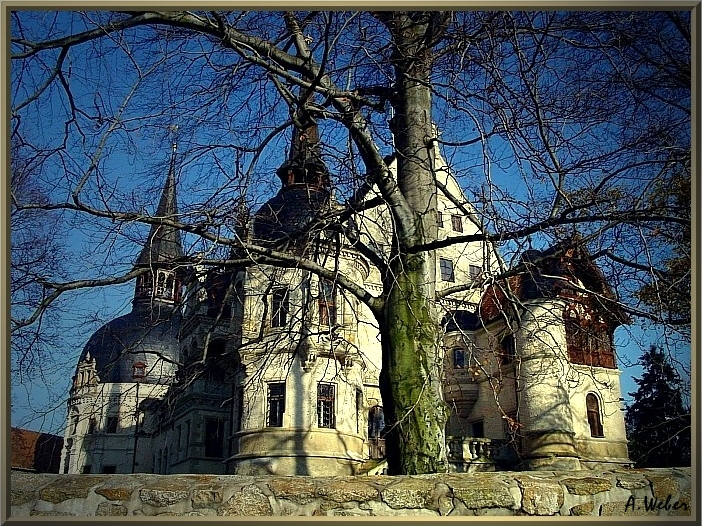 Schloss Schönfeld, hinterm Baum