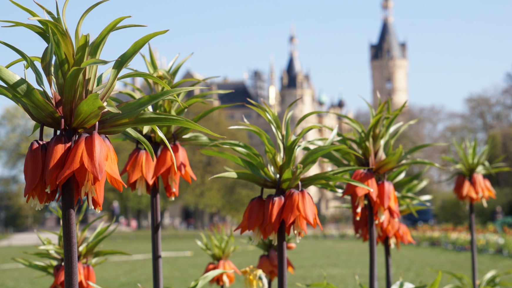 Schloß Schwerin „durch die Blume“