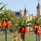 Schloß Schwerin „durch die Blume“