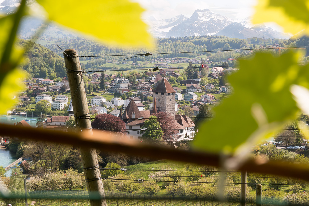 Schloss Spiez | Berner Oberland | Schweiz