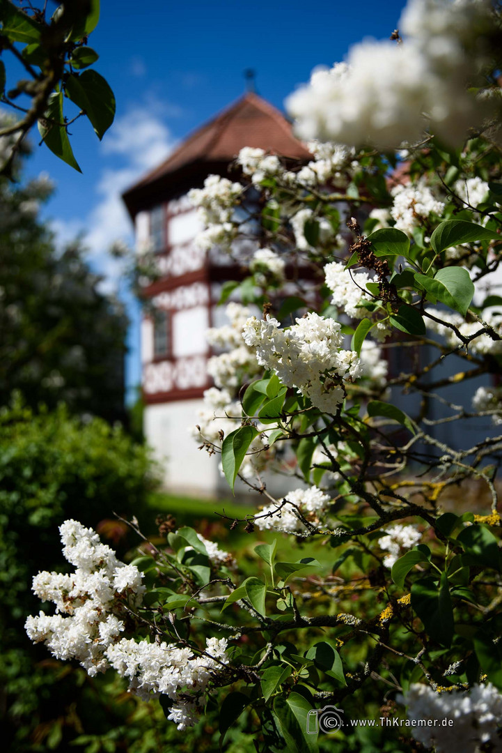 Schloss Tann - D75_5707