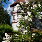 Schloss Tann - D75_5707