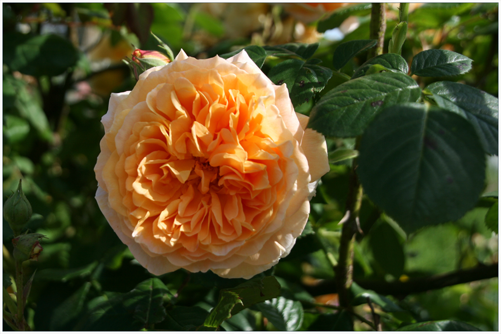 Schloss Villandry I