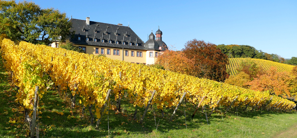 ...Schloss Vollrads...Rheingau...03