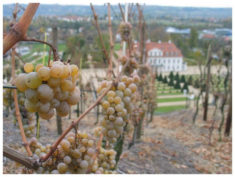 Schloß Wackerbarth: Eiswein.