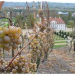 Schloß Wackerbarth: Eiswein.