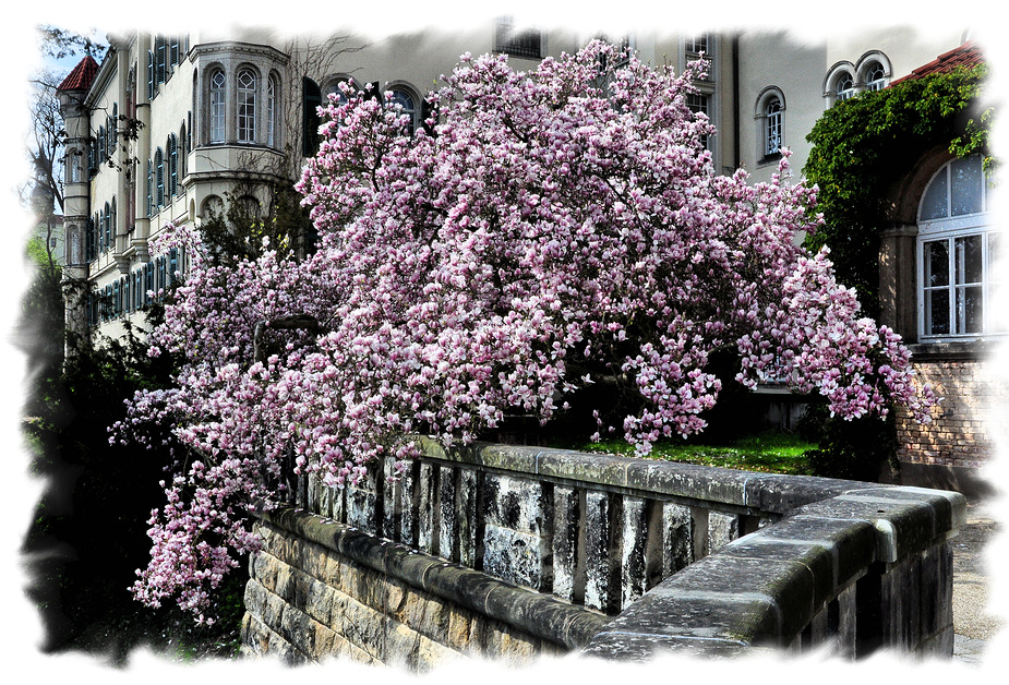 ............:::::::::::::::::. Schloss Waldenburg/Sachsen .:::::::::::::::::::............