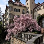 .............:::::::::::::::::. Schloss Waldenburg/Sachsen .:::::::::::::::::::.............