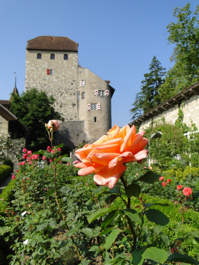 Schloss Wildegg ( CH )