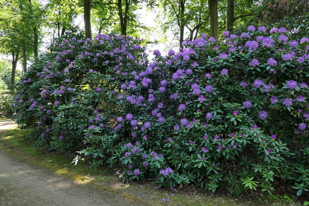 Schloss Wolfsgarten: Das Rhododendron - Paradies